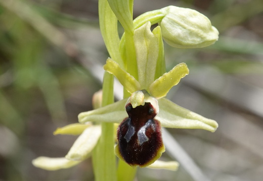 Ophrys araneola 038 DSC06420