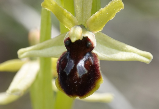 Ophrys araneola 039 DSC06423