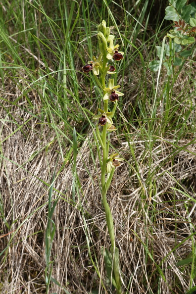 Ophrys araneola 040 DSC06536.jpg