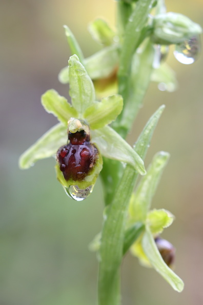Ophrys araneola 043 1Q2A0032.jpg