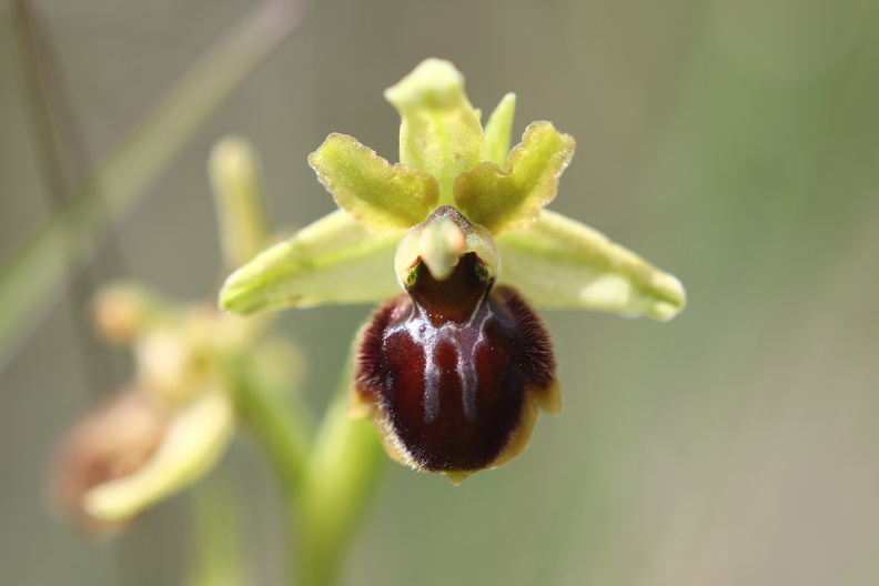 Ophrys araneola 045 1Q2A0872.jpg