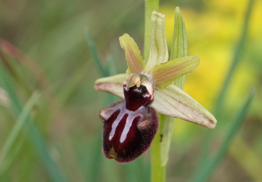 Ophrys incubacea