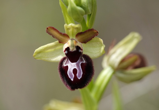 Ophrys passionis