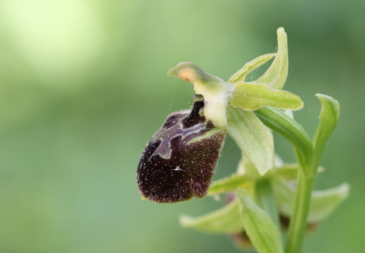 Ophrys occidentalis