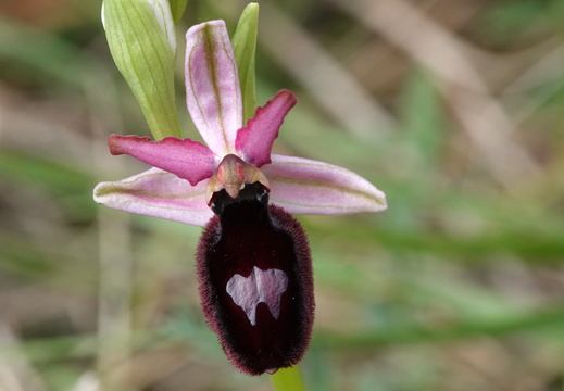 Ophrys magniflora