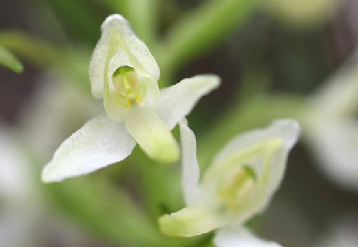 Platanthera bifolia