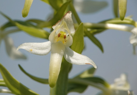 Platanthera