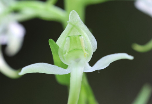 Platanthera chlorantha