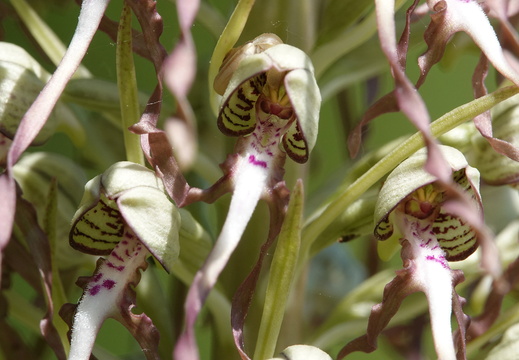 Himantoglossum hircinum