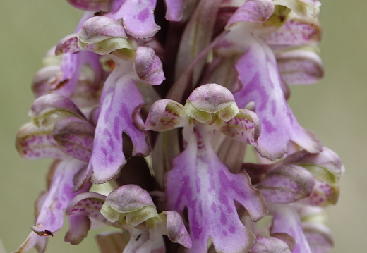 Himantoglossum robertianum