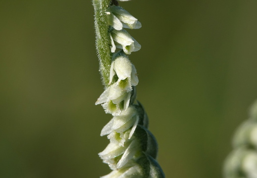 Spiranthes spiralis