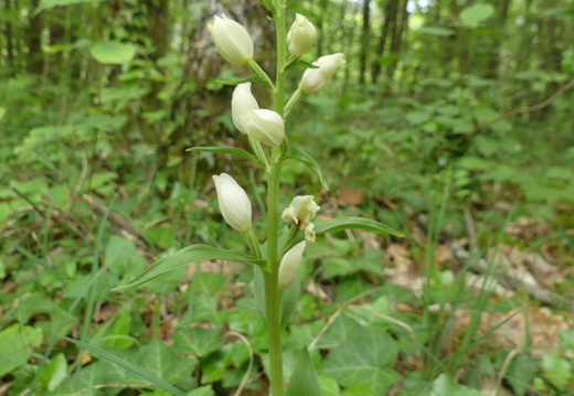Cephalanthera damasonium