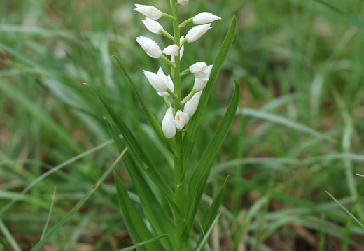 Cephalanthera longifolia