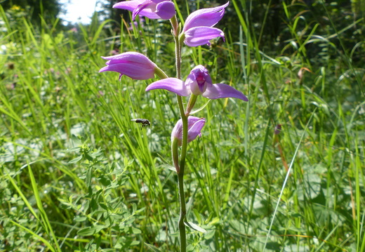 Cephalanthera rubra