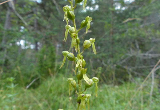 Neottia ovata