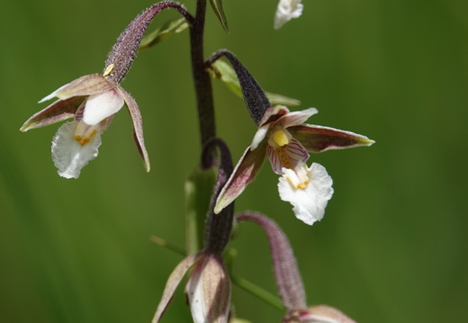 Epipactis palustris