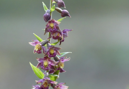 Epipactis atrorubens
