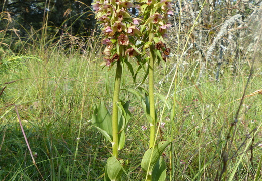 Epipactis helleborine