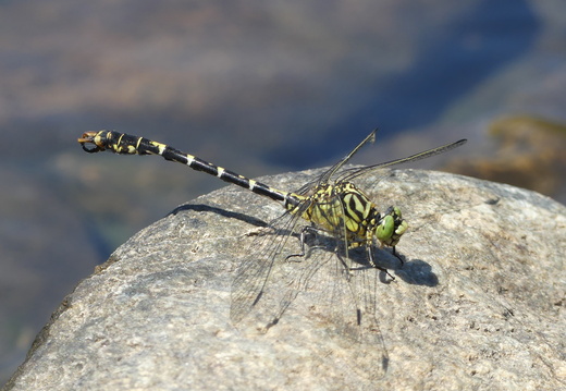 Insectes