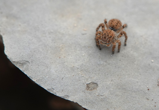 Aelurillus v-insignitus 020 DSC02848
