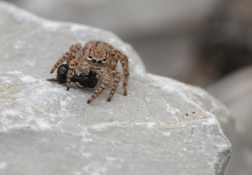 Aelurillus v-insignitus 022 DSC02968