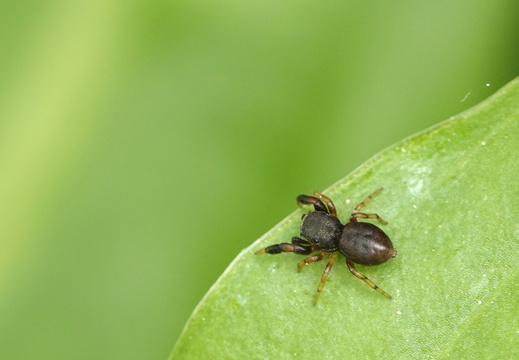 Ballus chalybaeius