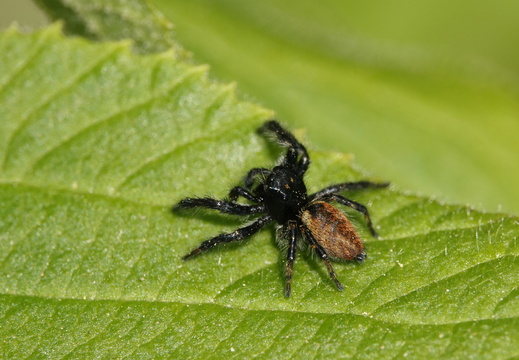 Arachnides