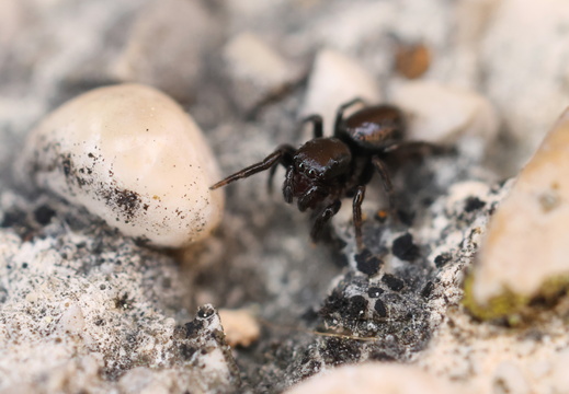 Chalcoscirtus infimus