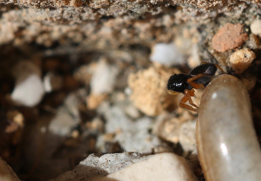 Chalcoscirtus infimus 013 1Q2A3273