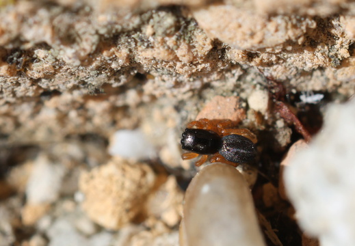 Chalcoscirtus infimus 014 1Q2A3317