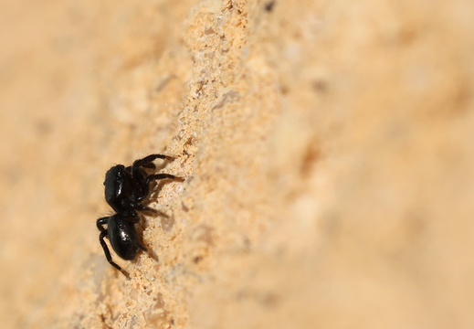 Chalcoscirtus infimus 015 1Q2A3358