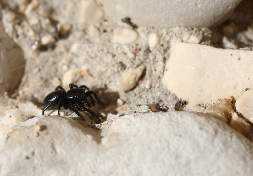 Chalcoscirtus infimus 016 1Q2A3386