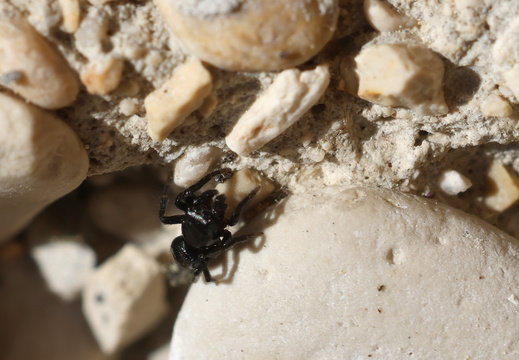 Chalcoscirtus infimus 018 1Q2A3398