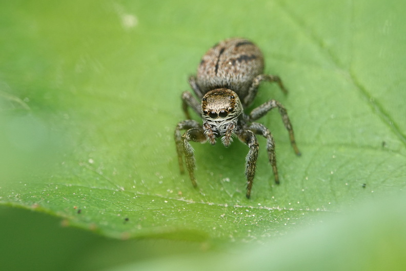 Evarcha arcuata 002 DSC06177.jpg