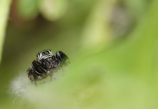 Evarcha arcuata