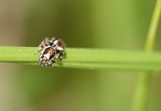 Evarcha falcata