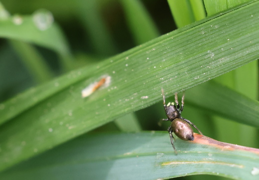 Heliophanus auratus 001 1Q2A5251