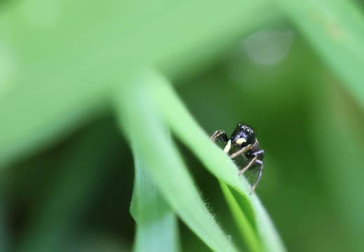 Heliophanus auratus 003 1Q2A5259
