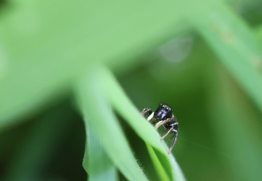 Heliophanus auratus 004 1Q2A5261