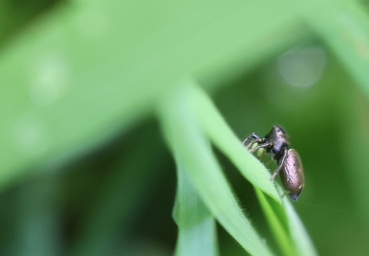 Heliophanus auratus 005 1Q2A5262