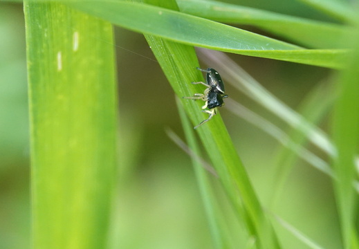 Heliophanus cupreus 003 DSC05810
