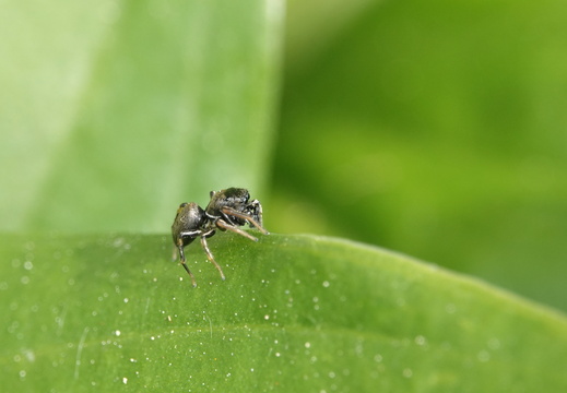 Heliophanus cupreus 006 DSC09700