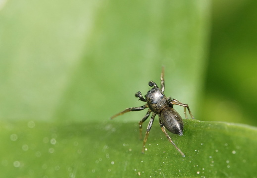 Heliophanus cupreus 007 DSC09706