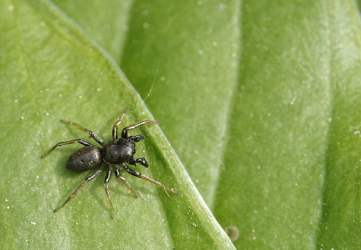 Heliophanus cupreus 009 DSC09719