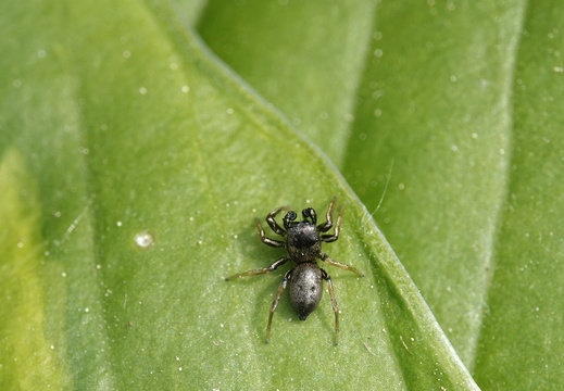 Heliophanus cupreus 010 DSC09727