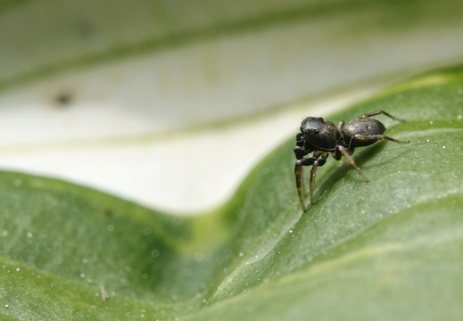 Heliophanus cupreus 011 DSC09731