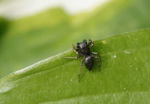 Heliophanus cupreus 012 DSC09776
