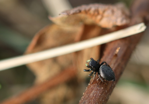 Heliophanus cupreus 013 1Q2A3871