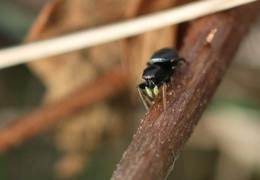 Heliophanus cupreus