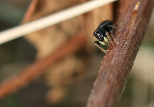 Heliophanus cupreus 015 1Q2A3891